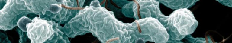 Campylobacter